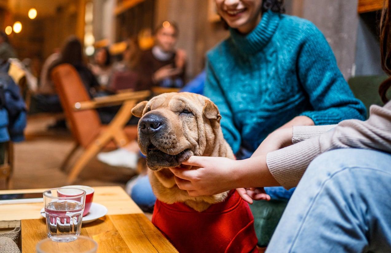 Ces races de chiens les plus calmes – pour le bonheur des voisins — Loisirs