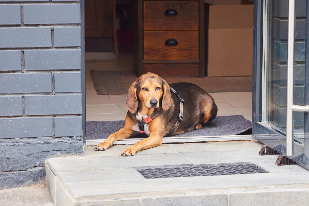 Il tuo cane maschio urina sulla porta d’ingresso? Ecco la soluzione — Famiglia