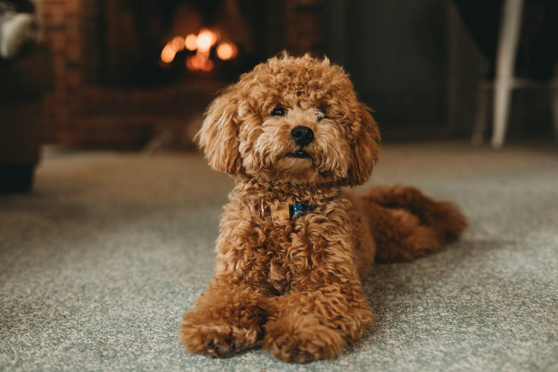 Las 10 razas de perros más sensibles: ¡expresan todo lo que sienten! — Familia