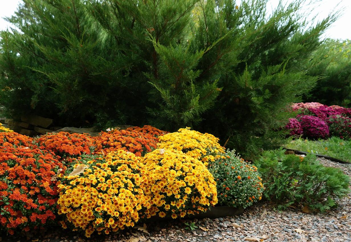 Mai piantare mai i crisantemi qui! 5 posti da evitare in giardino anche per i professionisti — Giardino e terrazza