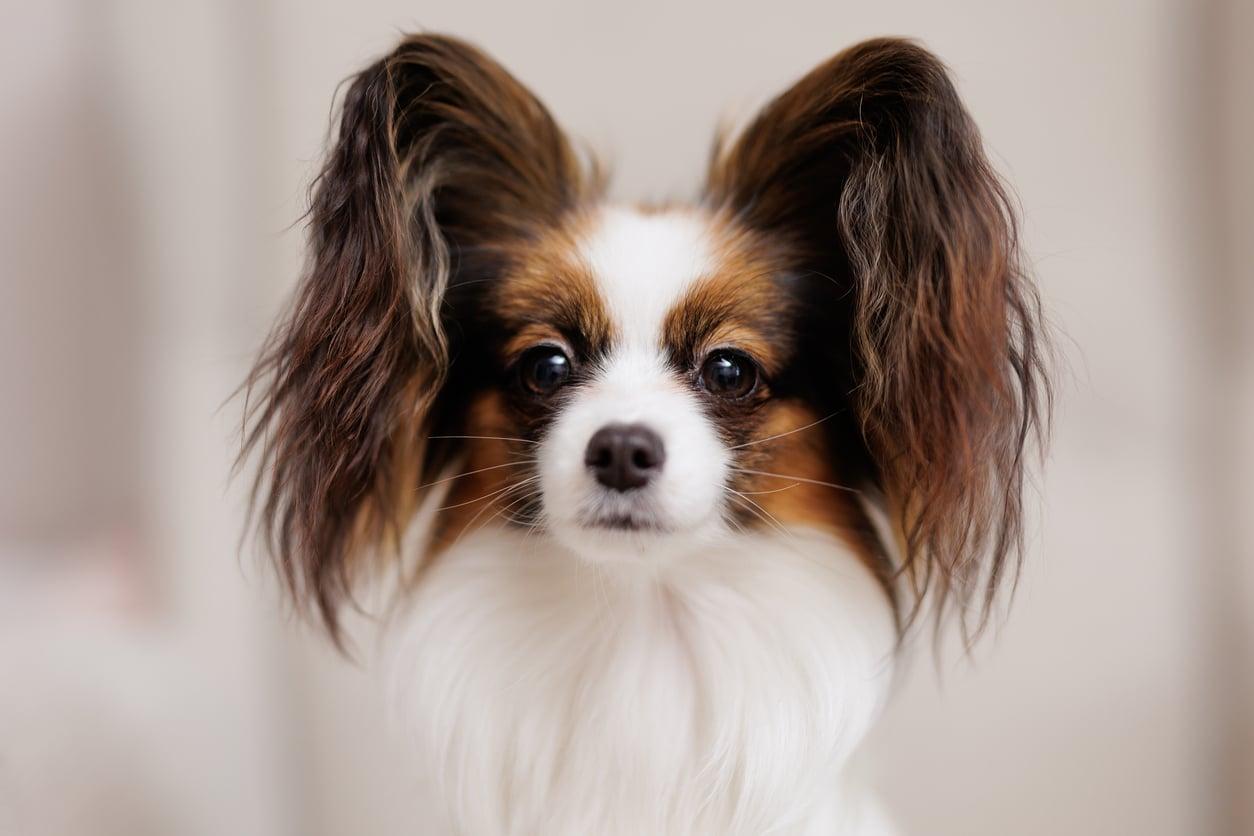 3 races de chiens incroyablement fidèles, mais qui supportent mal la solitude — Famille