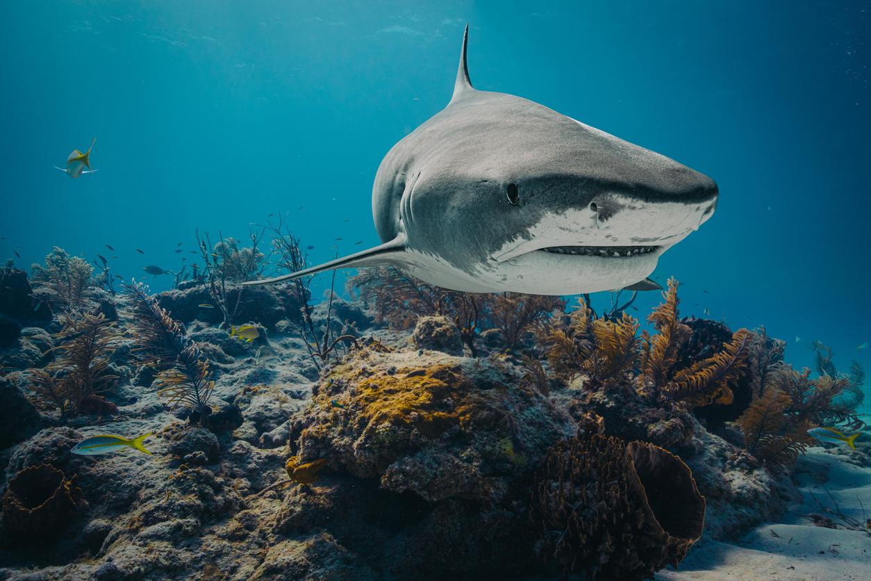 Requins et cocaïne : comment les drogues affectent la vie marine — Santé