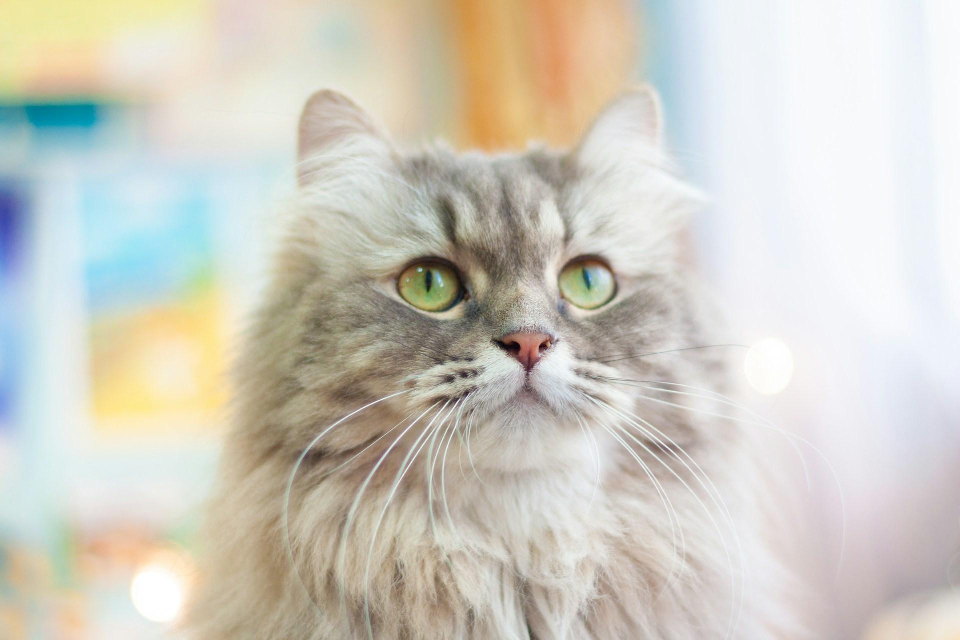 3 situazioni in cui i gatti si spaventano tantissimo – Evitale se hai un pelosetto! — Famiglia