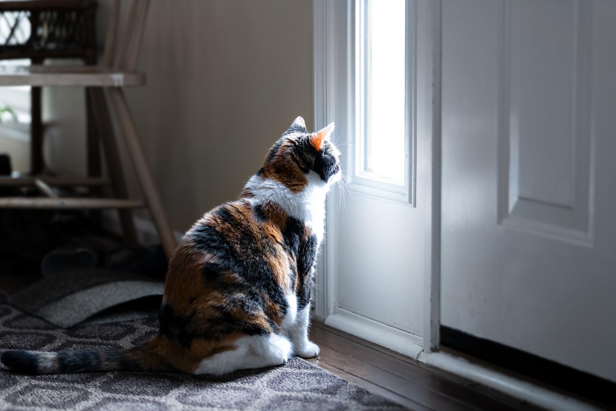 Segnali chiari che il tuo gatto si sente trascurato — Famiglia