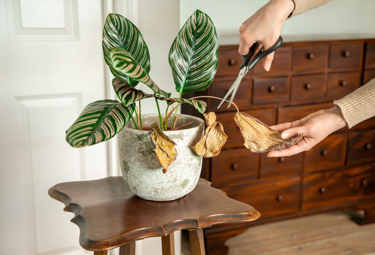 8 Common Winter Mistakes When Caring for Potted Plants — Garden & terrace