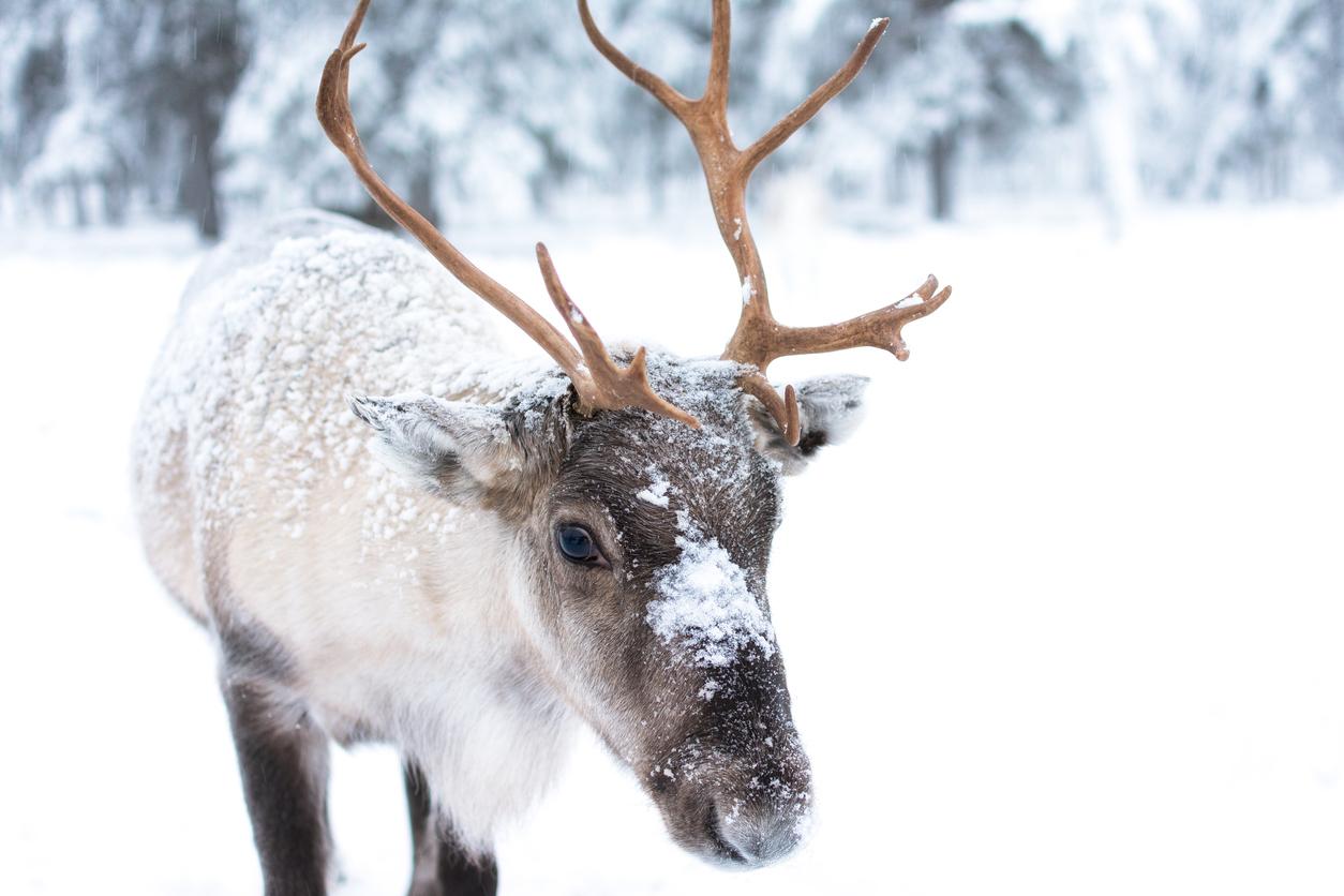 Heard about the Santa Elf who’s always helping out? The Most Lovable Scandinavian Christmas Traditions — Leisure