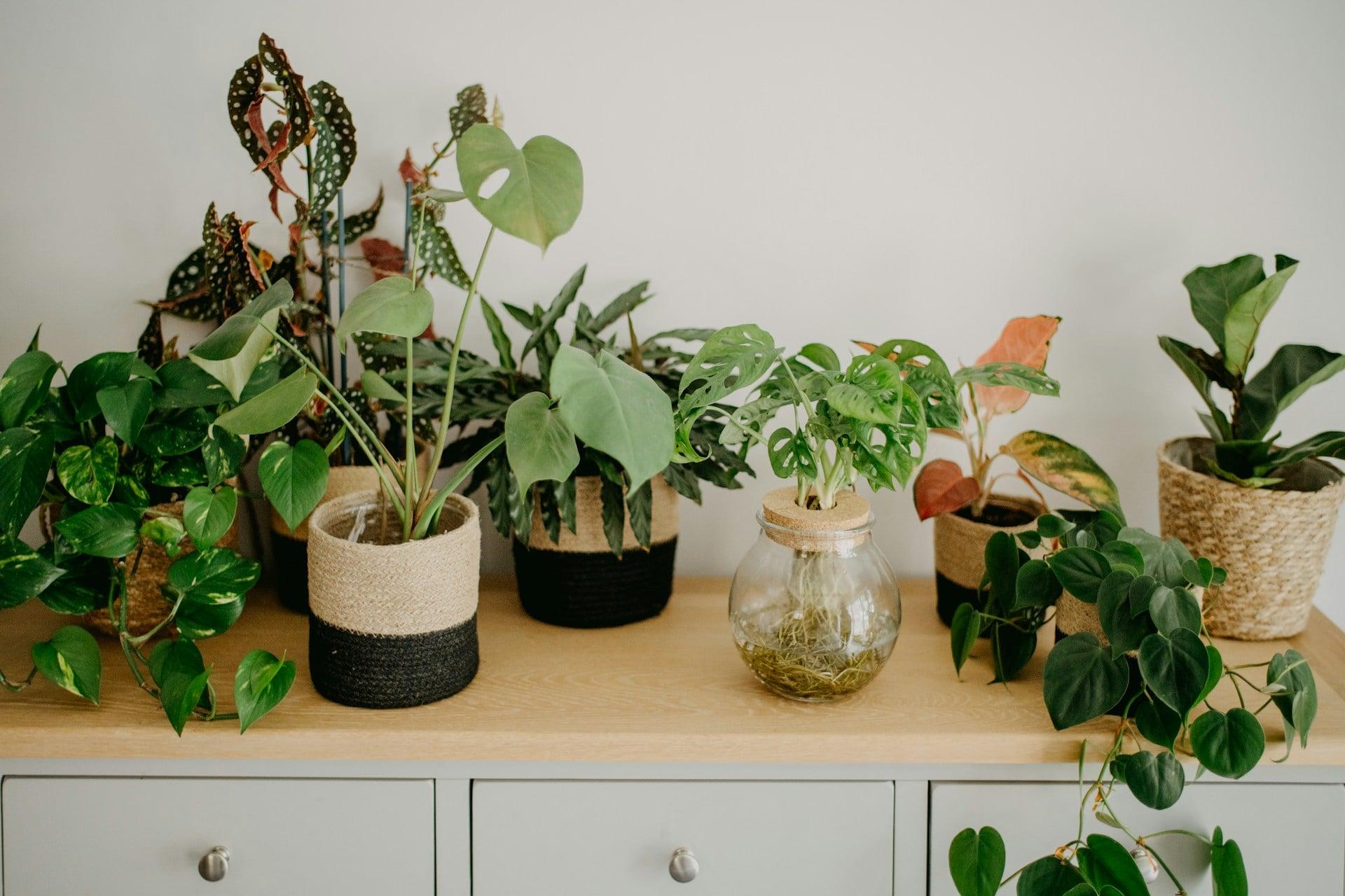 These Colorful Leaf Houseplants Bring Harmony to Your Space According to Feng Shui — Decor