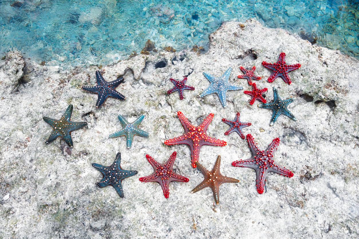 La stella marina può rigenerare le braccia. 9 incredibili superpoteri animali confermati dalla scienza — Tempo libero
