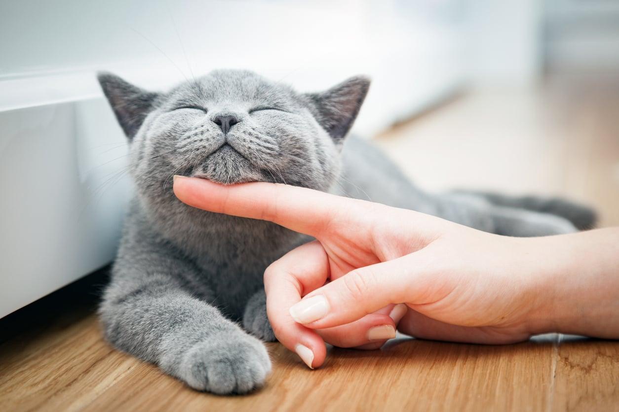 Echte Tierfreunde: Diese im 4. Monat Geborenen sind laut Astrologin die besten Besitzer — Familie