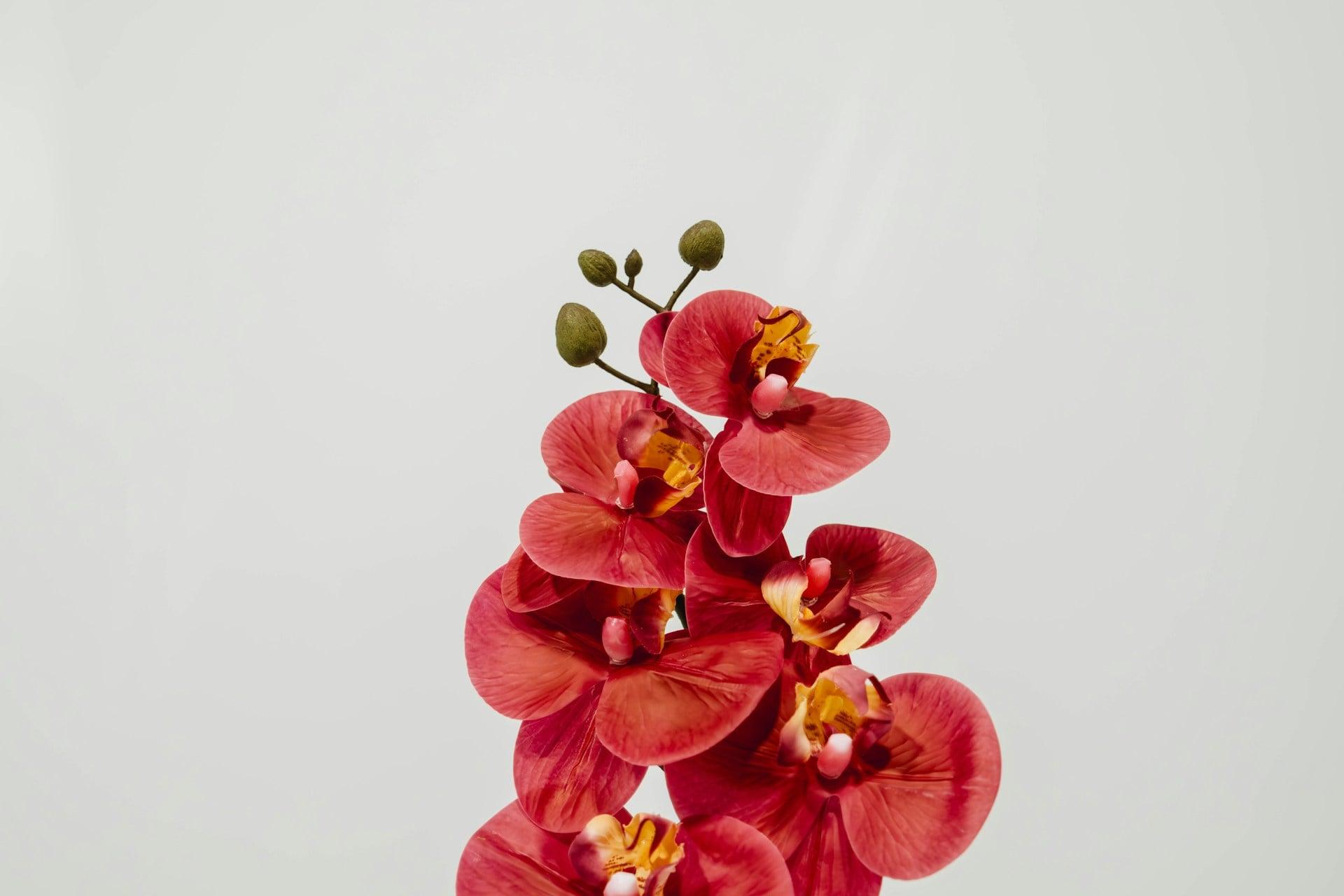 La tua orchidea non fiorisce? Ecco come farla rifiorire — Giardino e terrazza