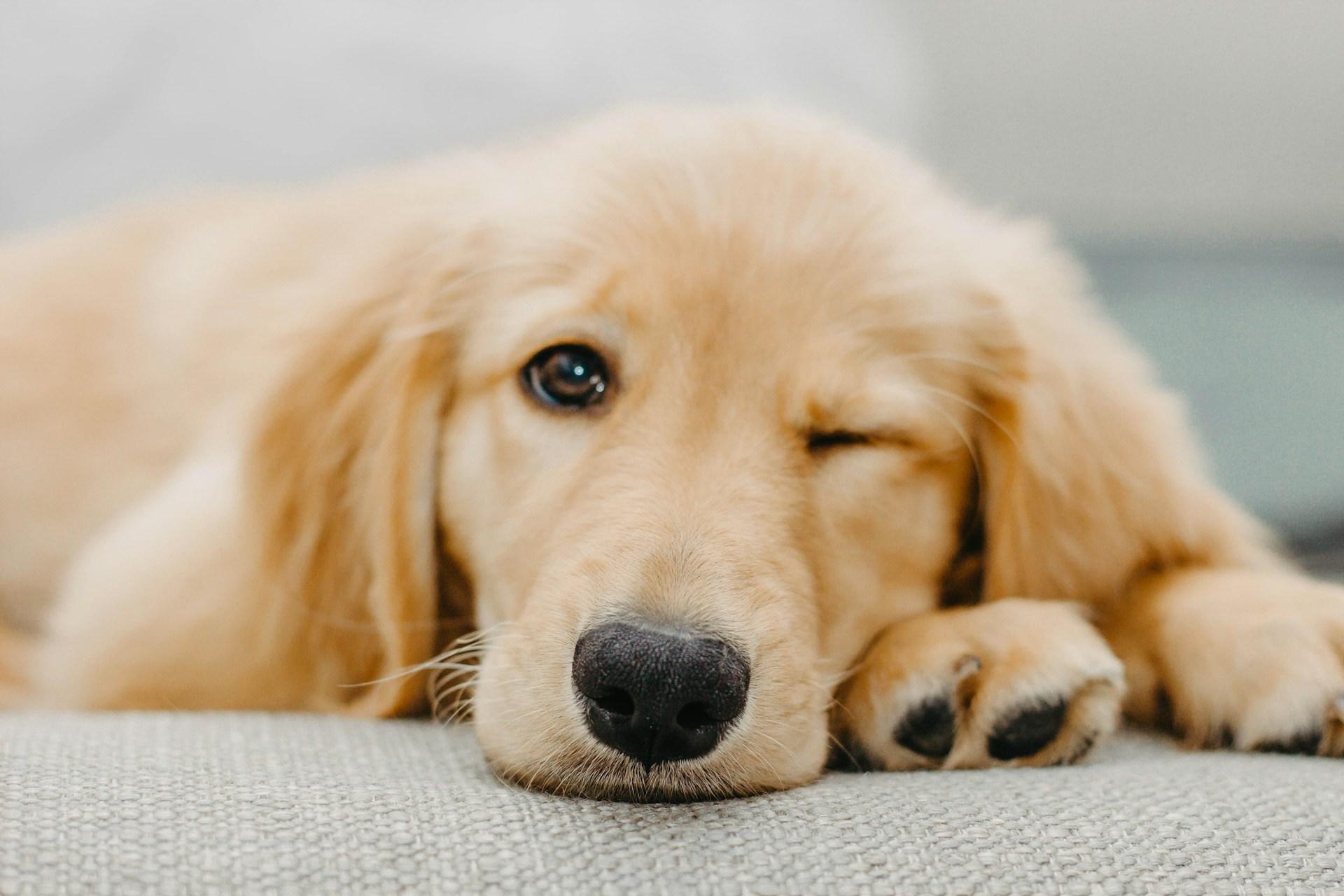 Estas 5 razas de perros son especialmente sensibles al estado de ánimo de su dueño — Familia
