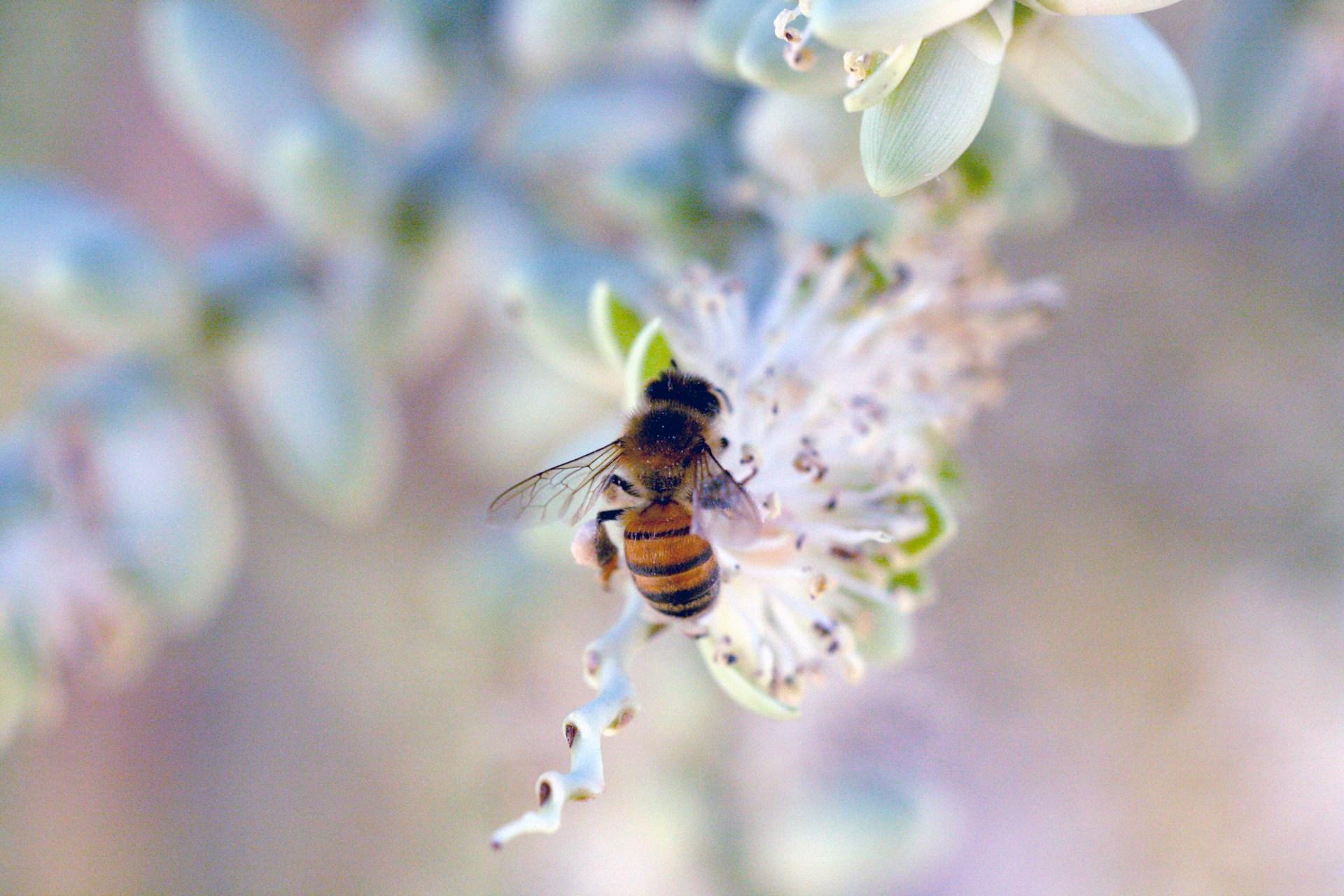 Giardino amico delle api in modo semplice – 6 piante e fiori che faranno ronzare il tuo spazio esterno — Giardino e terrazza