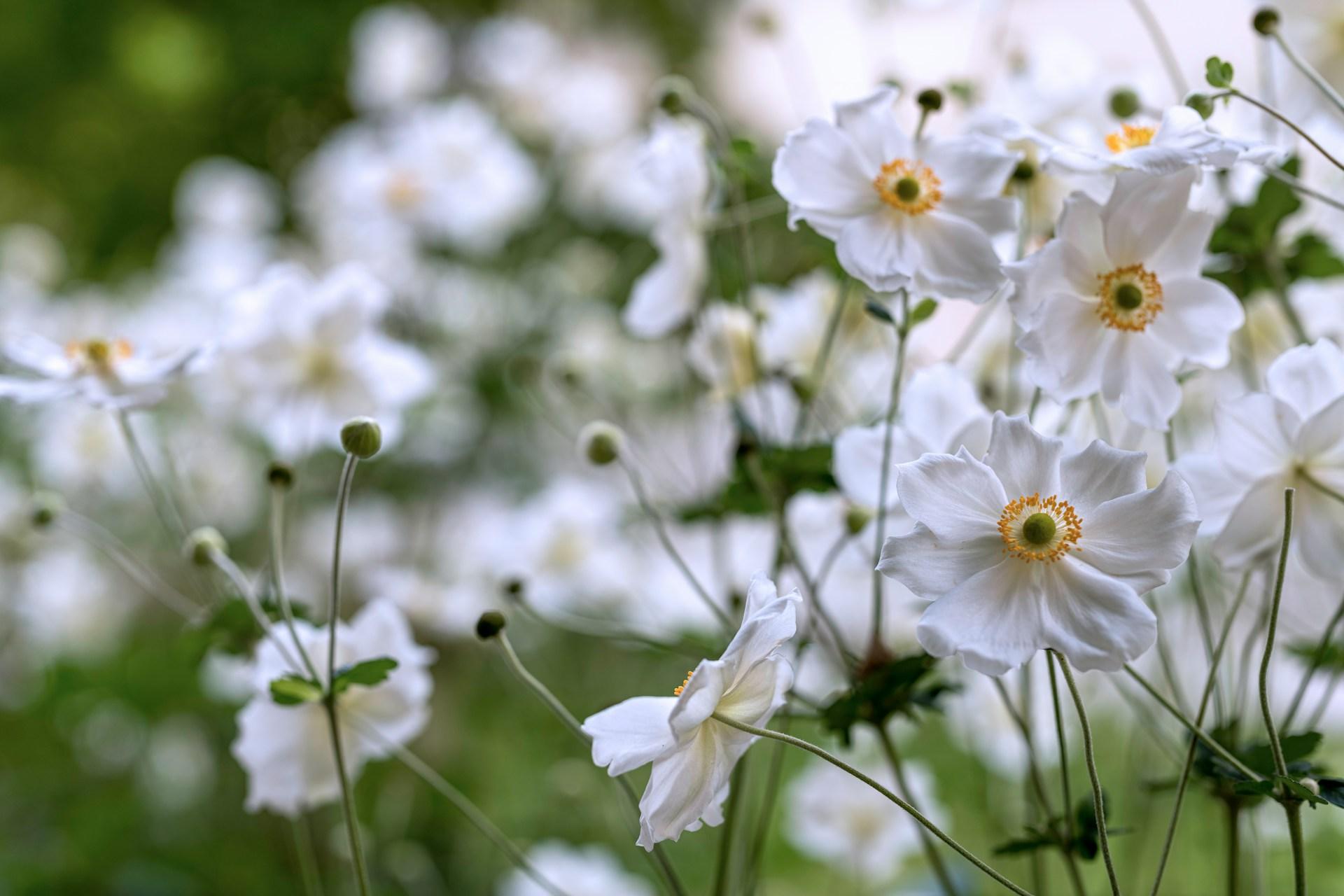 Les 10 plus belles fleurs de printemps pour ton jardin, qui demandent presque aucun entretien — Jardin et terrasse
