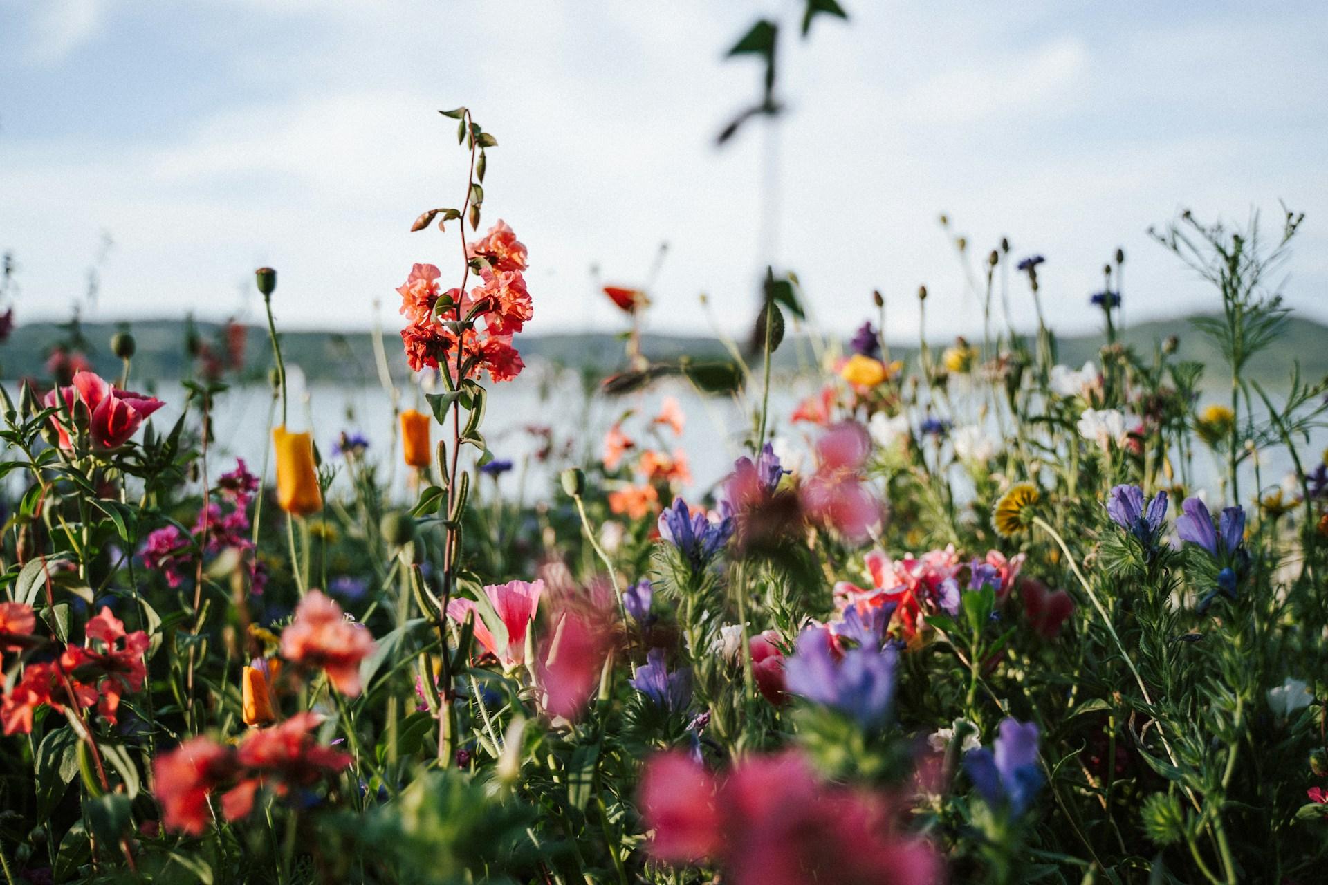 Il fiore primaverile che si abbina meglio al tuo segno zodiacale — Lifestyle