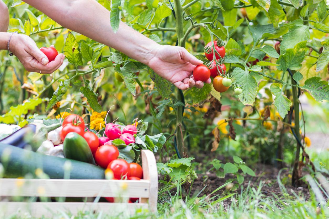 Unsere letzte Chance, GMO-Kontrolle zu bewahren – Mach auch du mit bei diesem Aufruf! — Lebensstil