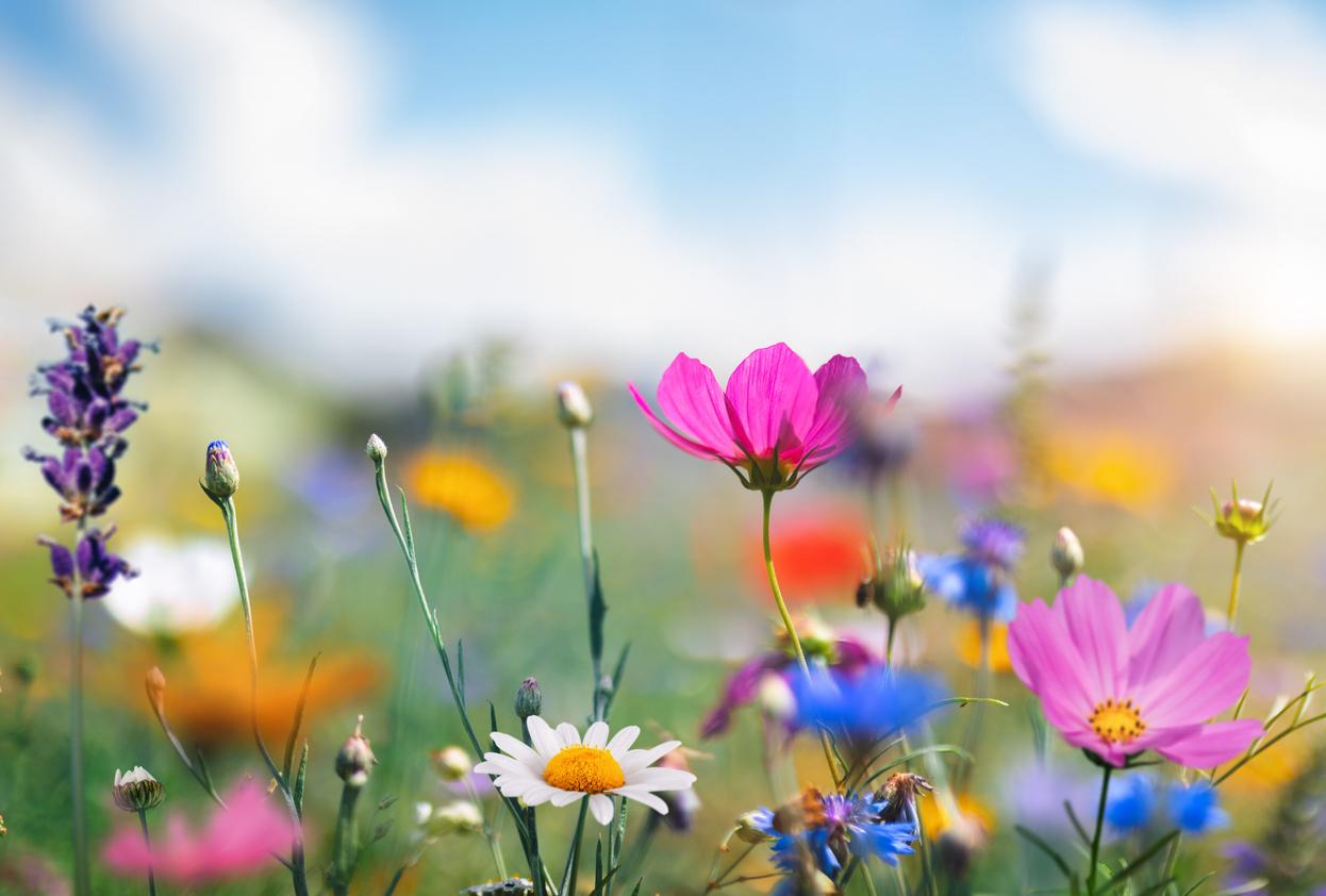 ¿Cuál es tu color favorito de primavera? Revela algo interesante sobre tu personalidad — Estilo de vida