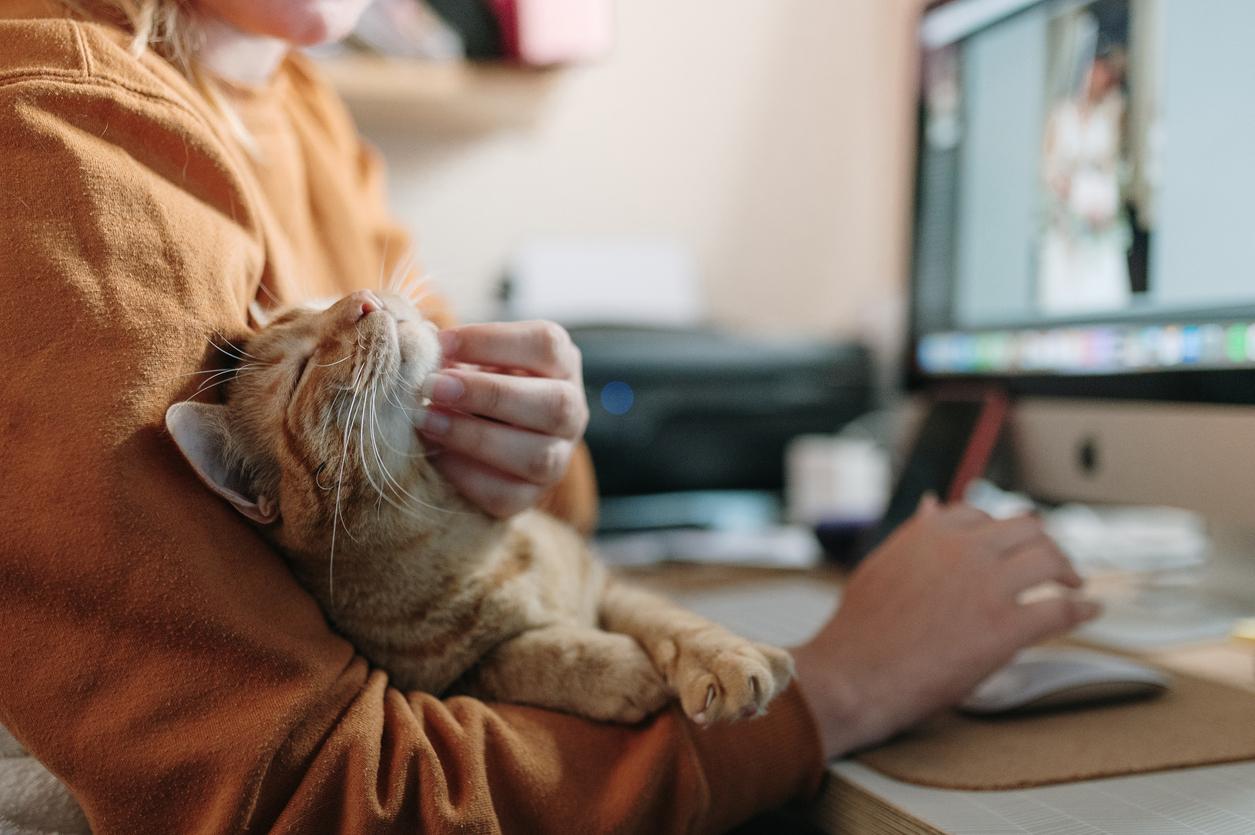 Warum fühlen wir uns zu Katzen hingezogen? Psychologische und biologische Hintergründe — Familie
