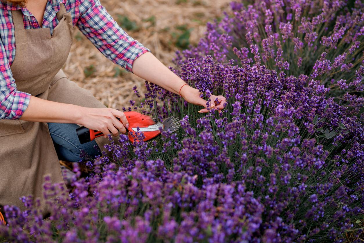 So wird dein Lavendel diesen Sommer üppig und duftend – bewährte Tricks von Gärtner:innen — Hobby