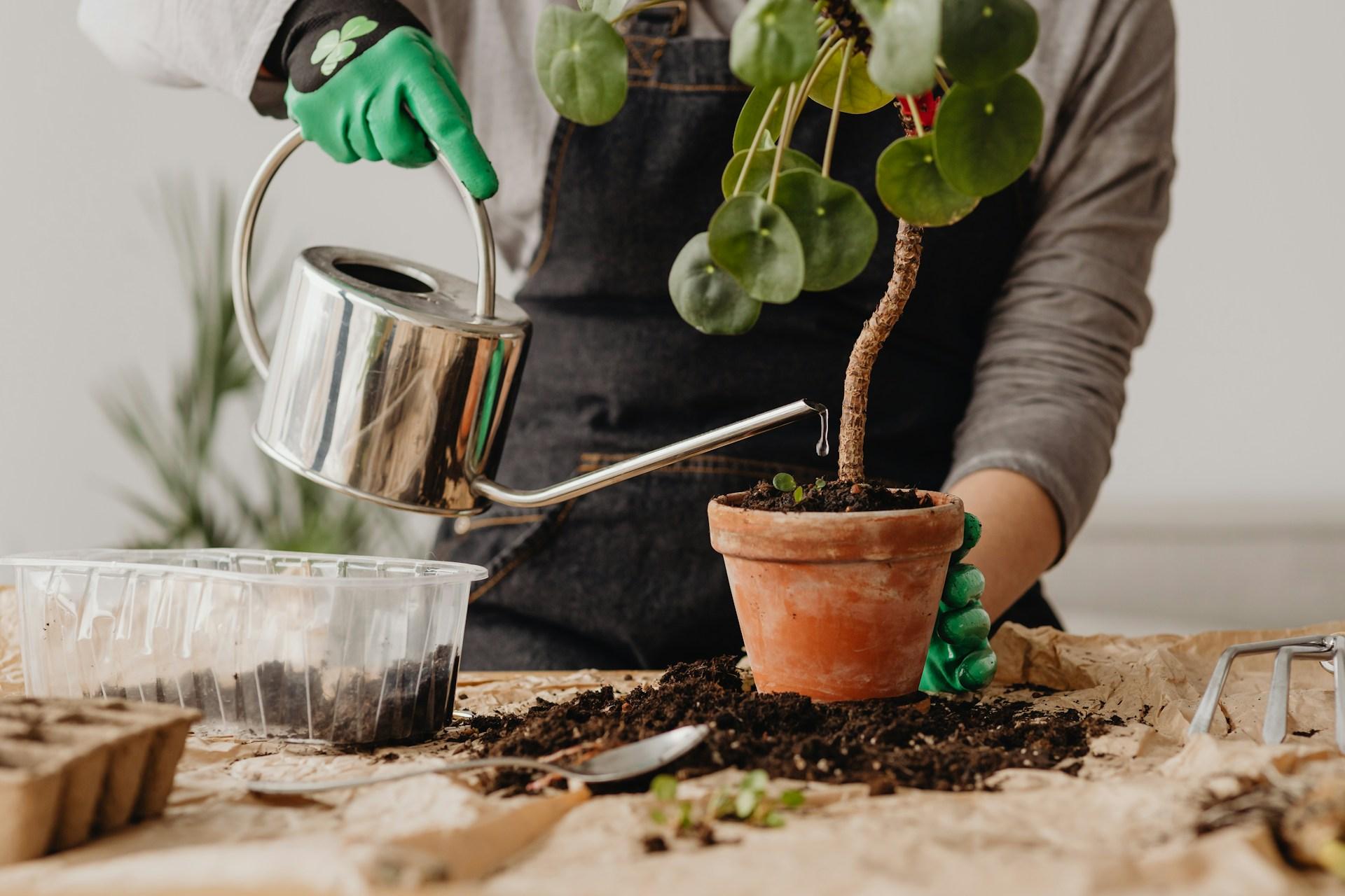 The Most Common Mistake You Can Make with Houseplants This Spring — Decor