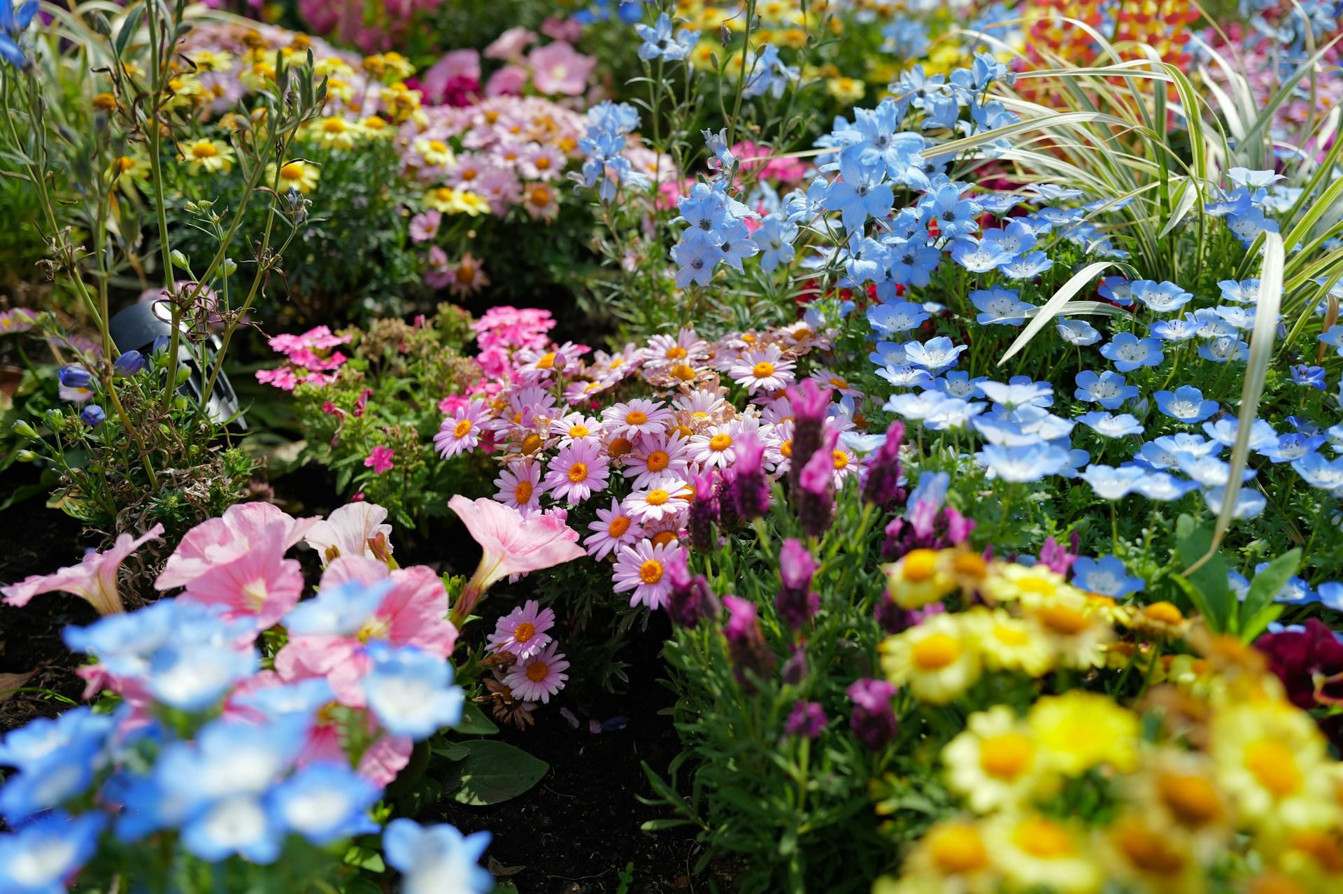 10 fiori portafortuna da piantare in giardino anche in primavera — Giardino e terrazza