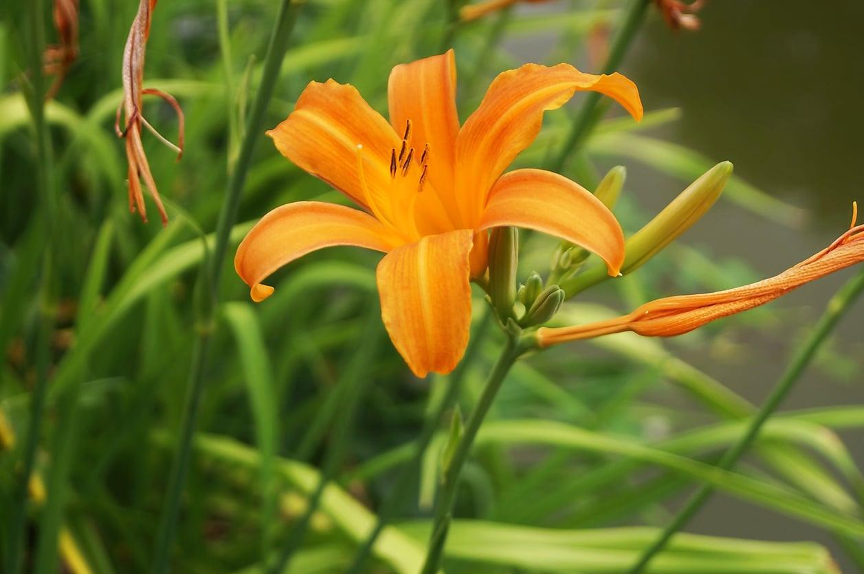 7 plantas que prosperan con poca luz y alegran cualquier rincón — Jardín y terraza