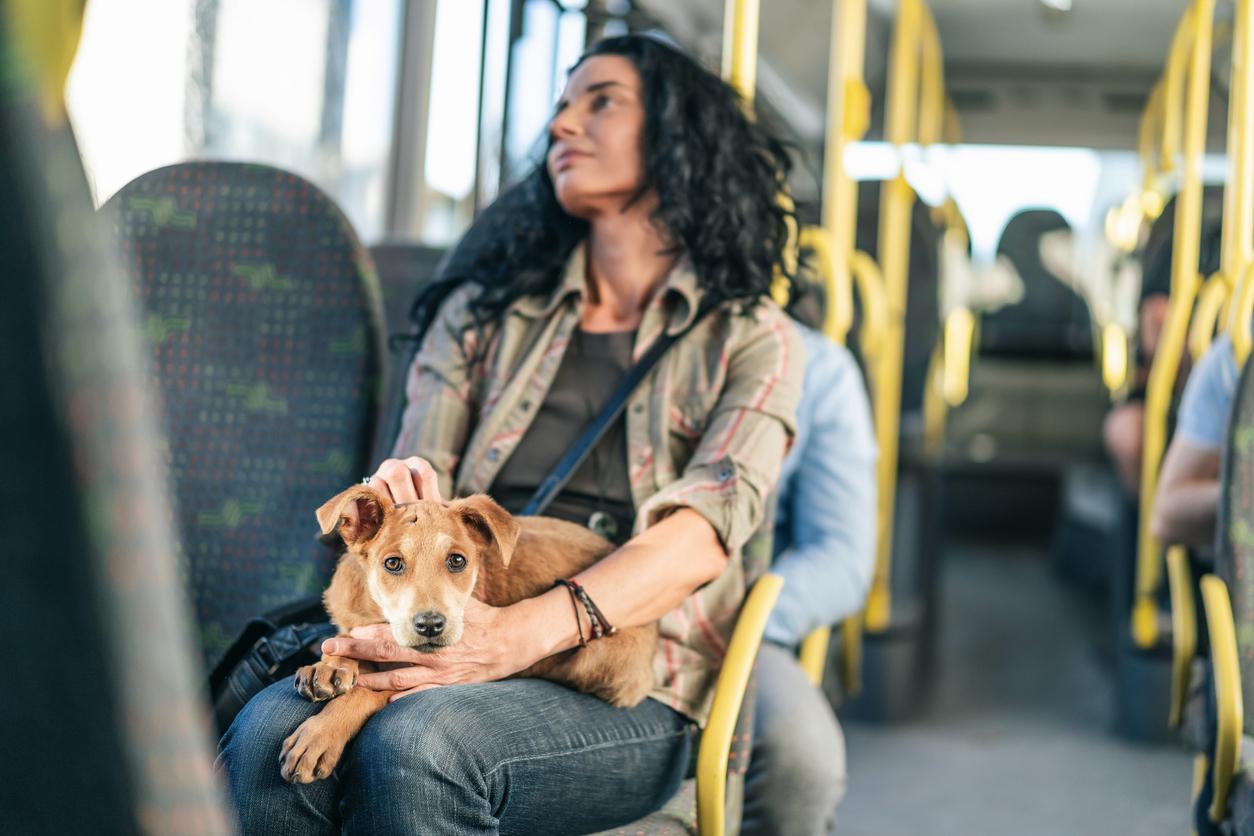 Pensavo di non poter mai più guardare video di cani - invece è andata diversamente — Famiglia