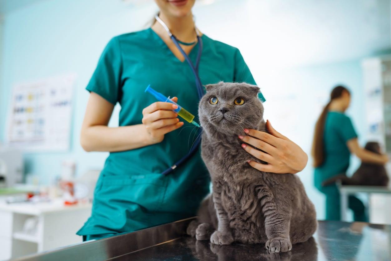 Una delle decisioni più dolorose della mia vita: quando è il momento di lasciare andare i nostri animali malati? — Famiglia