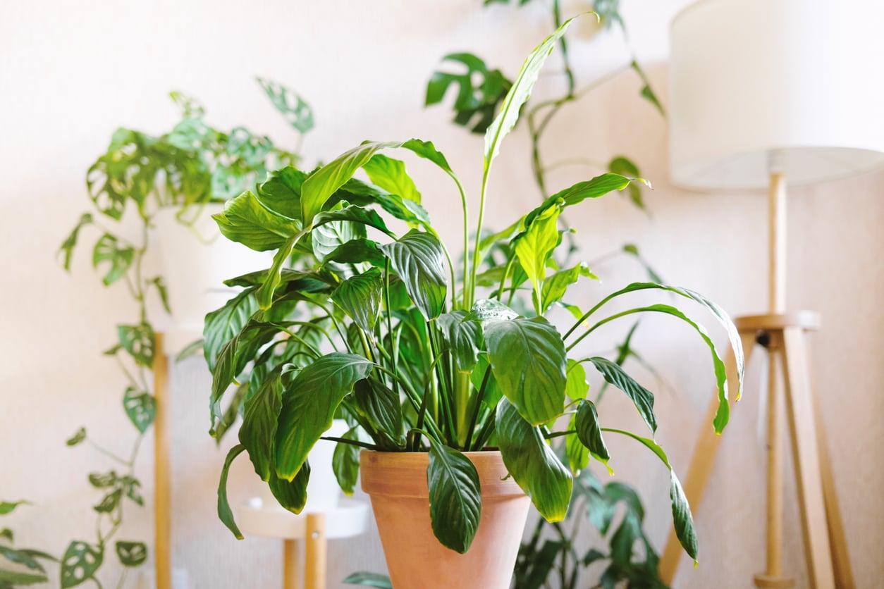 5+1 combinaciones de plantas espectaculares y fáciles de cuidar en casa — Jardín y terraza