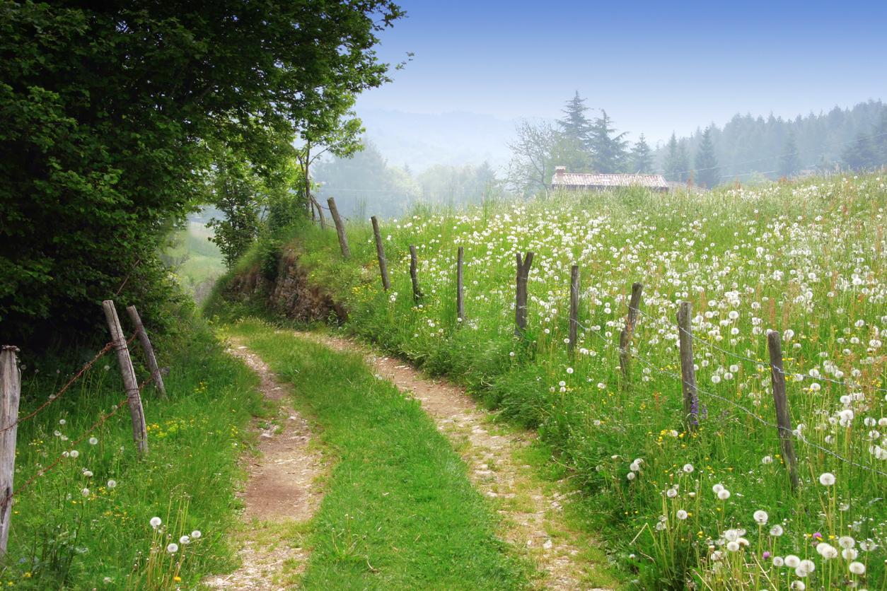 Diese 7 magischen Waldspazierwege solltest du diesen Frühling erleben — Freizeit