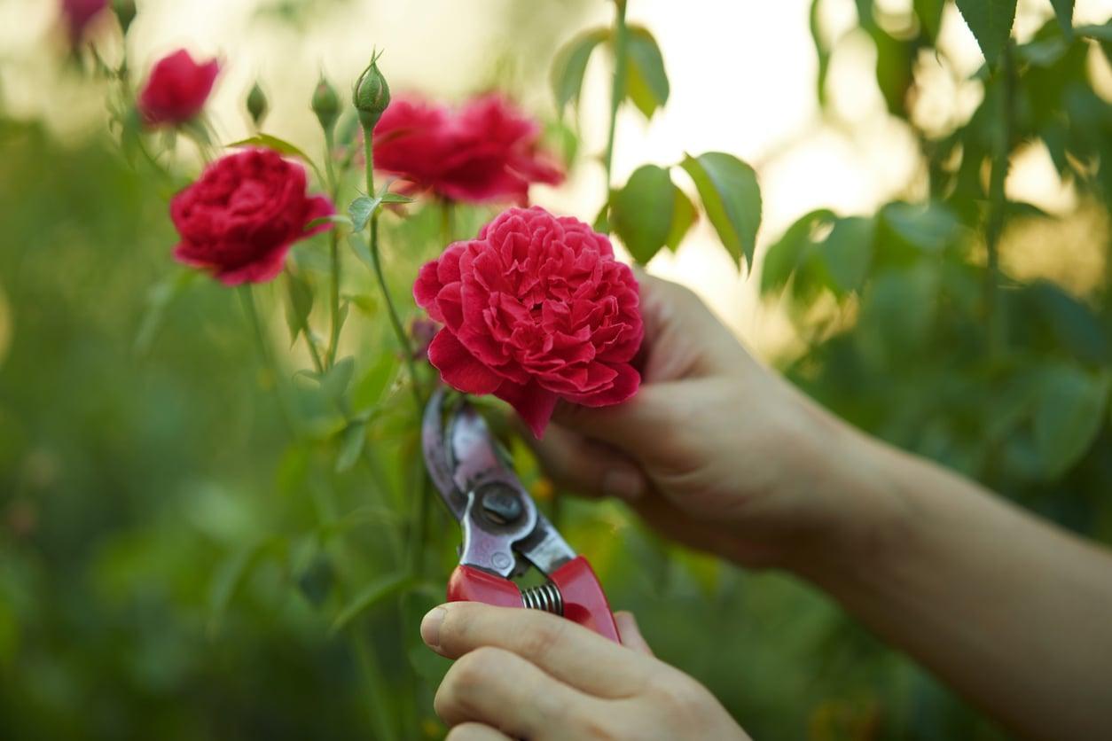 5 trucchi per la potatura primaverile che faranno fiorire il tuo giardino — Hobby