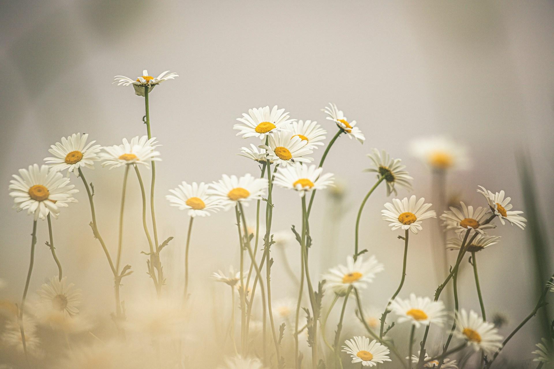 5+1 piante resistenti alla siccità per il tuo giardino, che incantano non solo con la loro bellezza — Giardino e terrazza