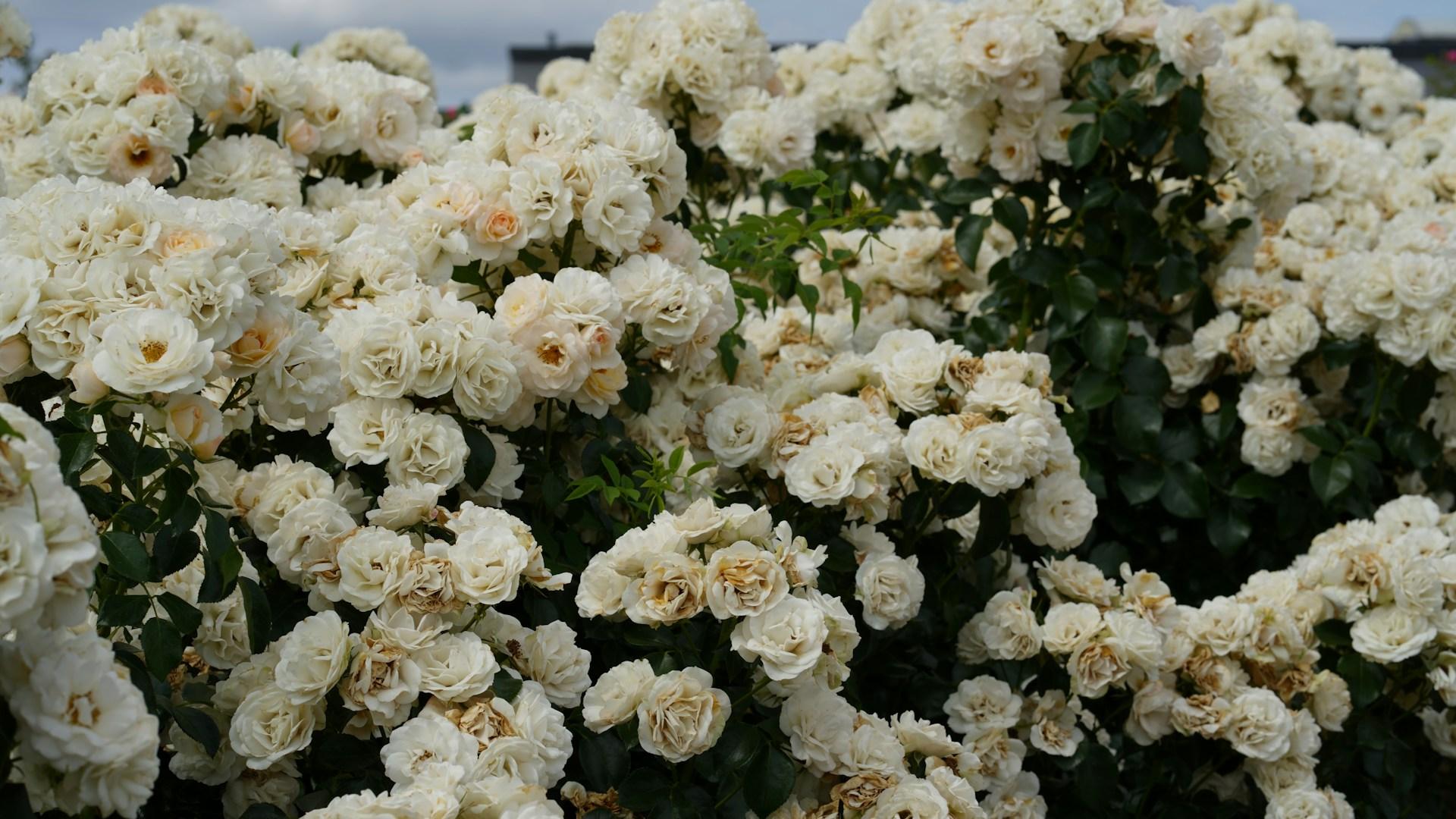 10 traumhafte Blumen, mit denen du die Pantone Farbe des Jahres in deinen Garten holst — Garten & Terrasse