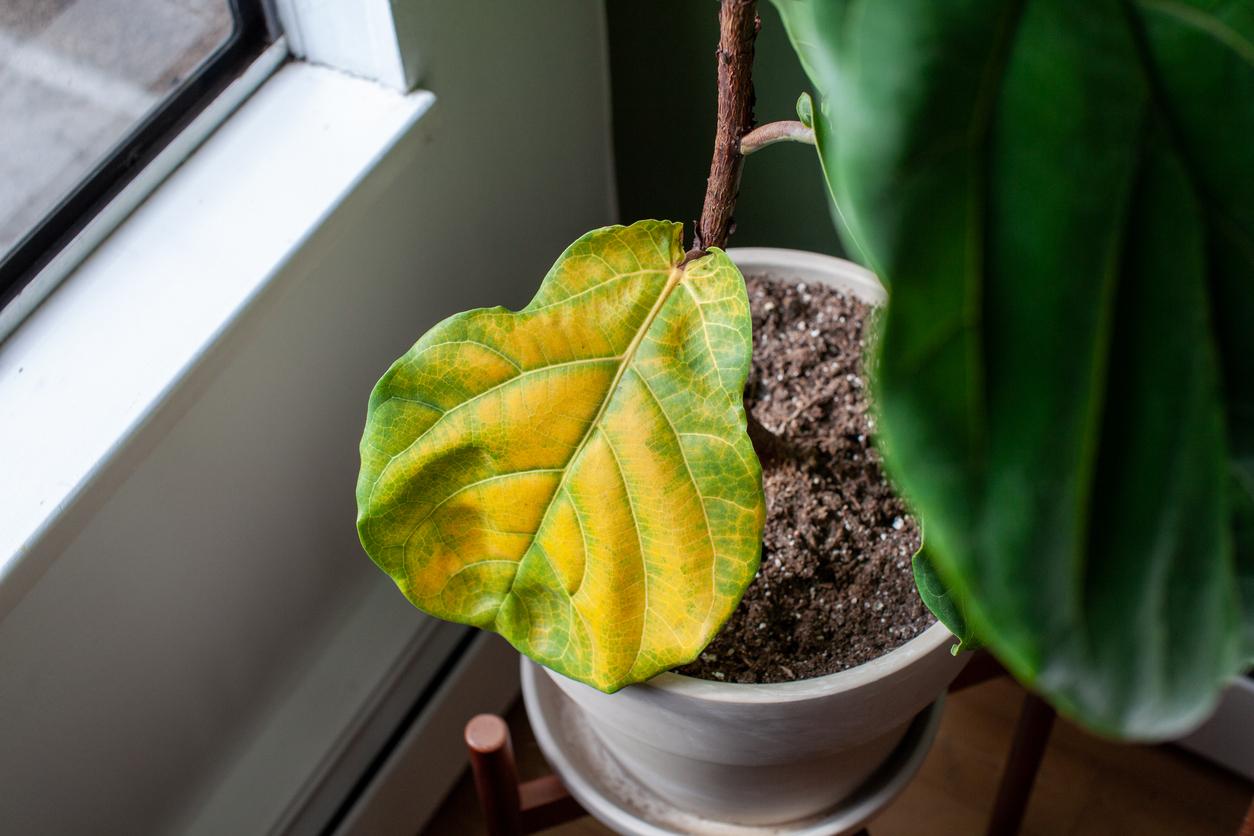 7 signes que vos plantes d'intérieur ne se sentent pas bien – et ce que vous pourriez améliorer — Décoration