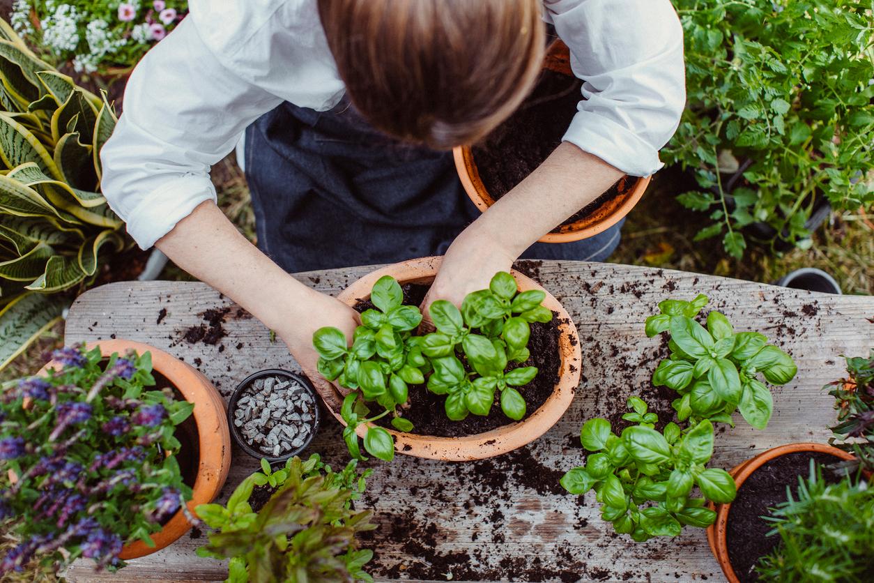 5 piante che adorerai se vuoi un giardino facile da gestire — Giardino e terrazza
