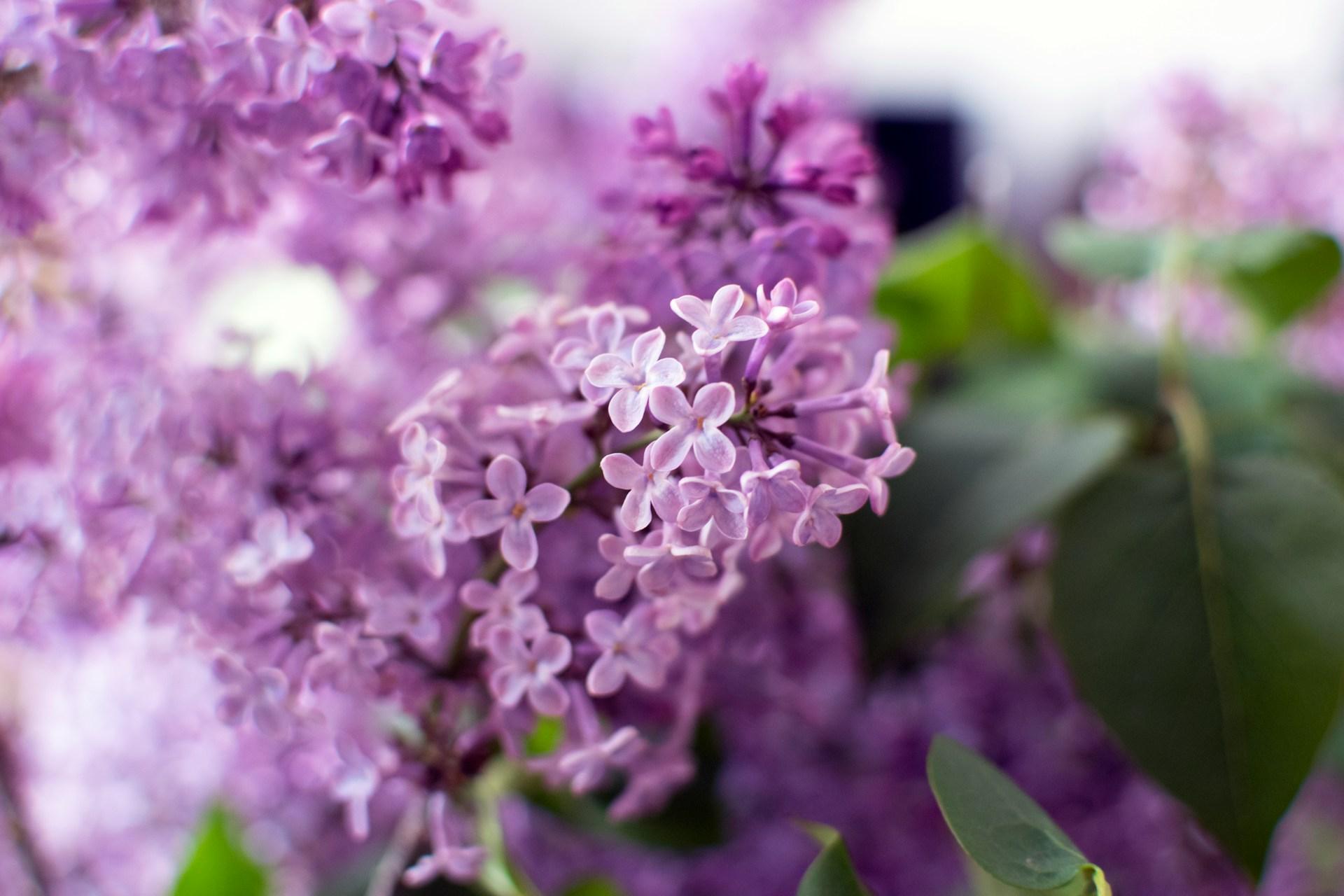 7 profumi primaverili che migliorano davvero il tuo umore — Lifestyle