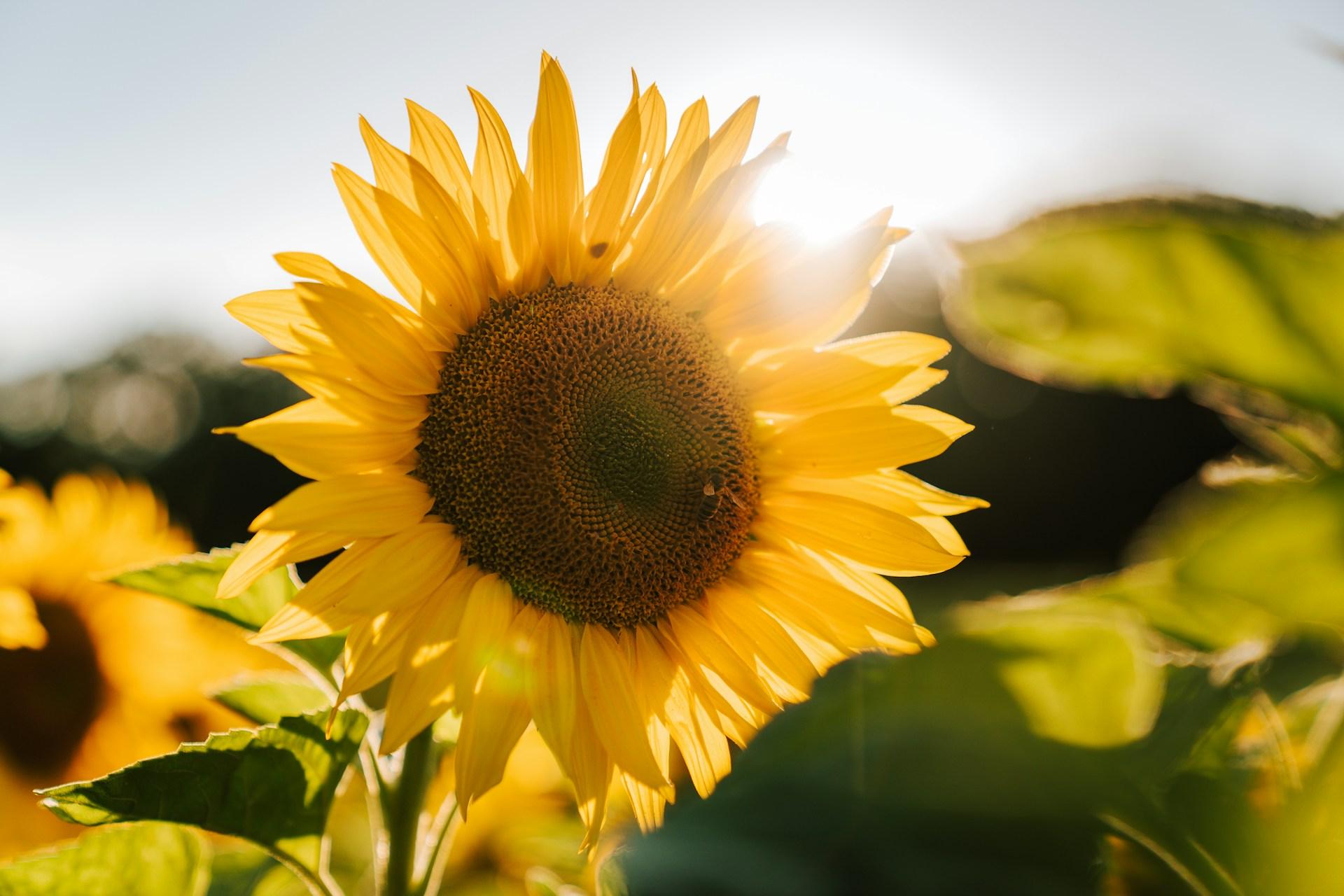 7 Blumen, die du im April pflanzen solltest – und die deinen Garten schon im Frühsommer erblühen lassen — Garten & Terrasse