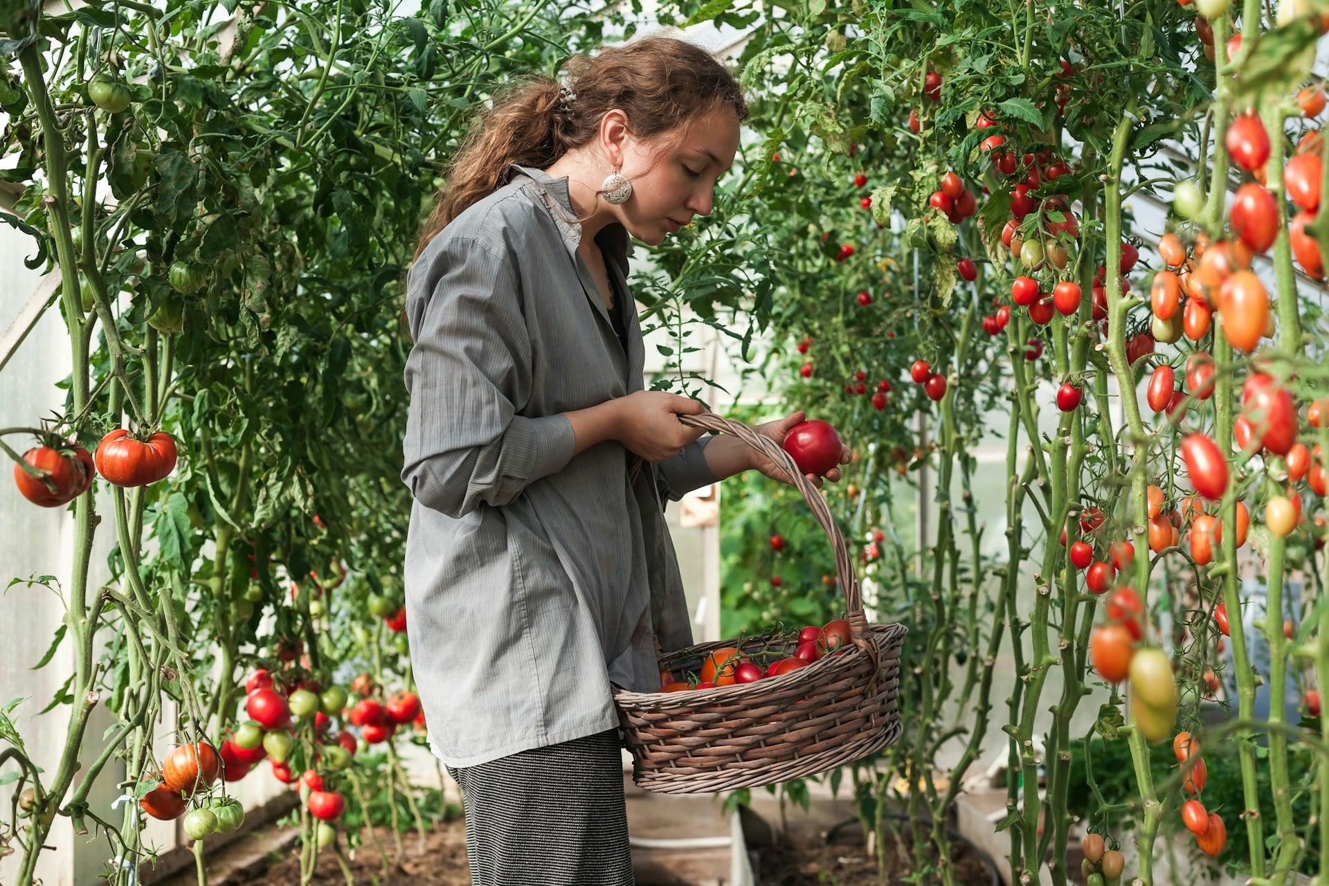 7 vegetables you should plant by end of May — and harvest all summer long — Garden & terrace