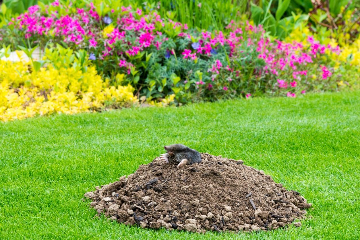 The cheap, humane trick that keeps moles out of your garden — no chemicals needed — Garden & terrace