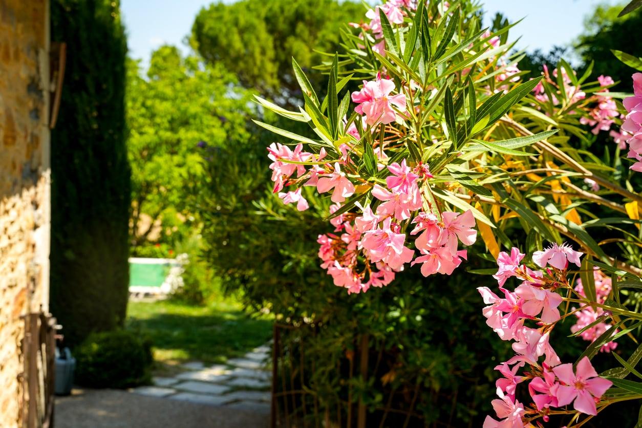 7 piante sempreverdi che non dovresti mai mettere in giardino — Giardino e terrazza