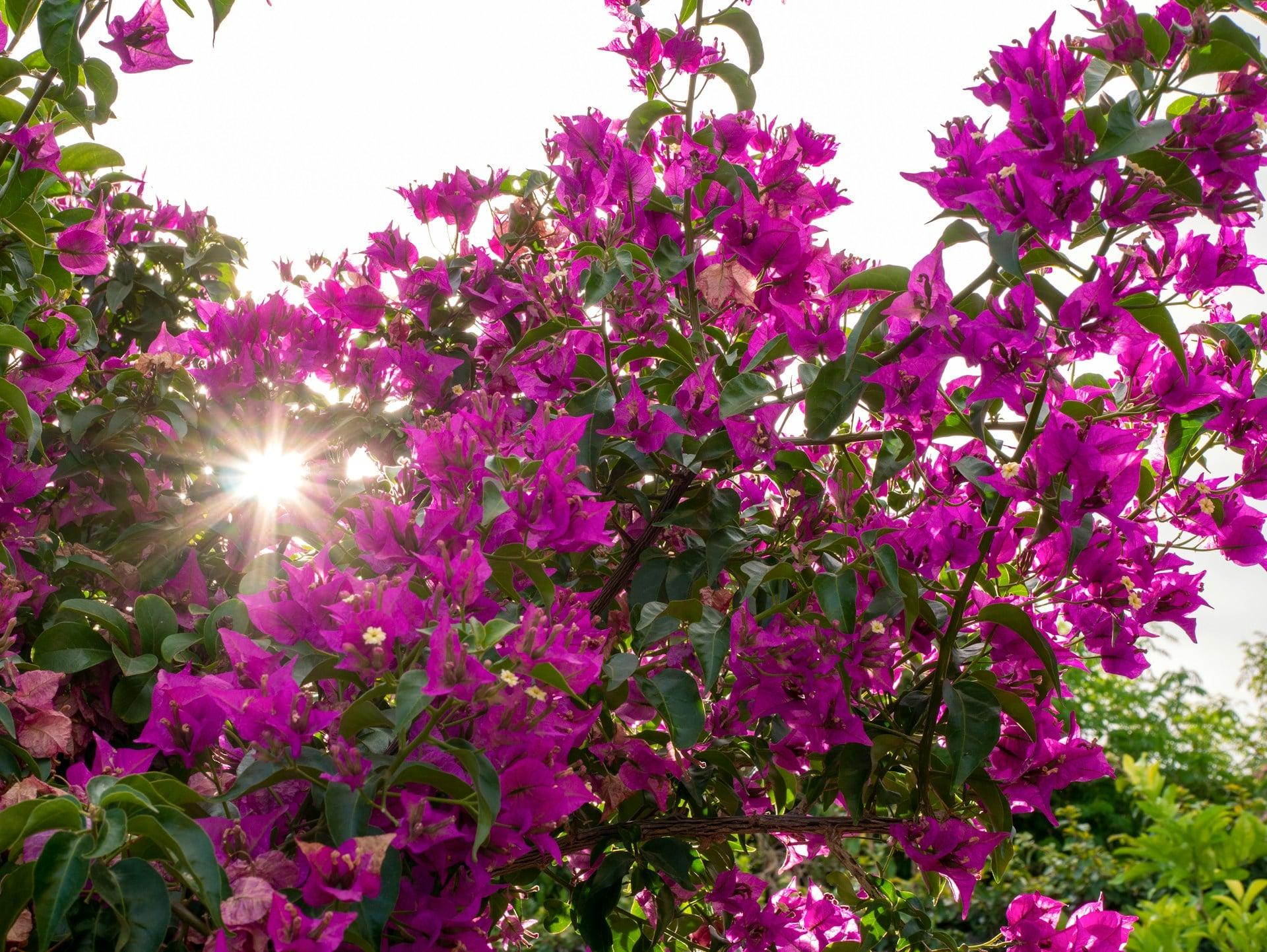 Come coltivare la bouganvillea e farla fiorire come nelle città del Mediterraneo — Giardino e terrazza