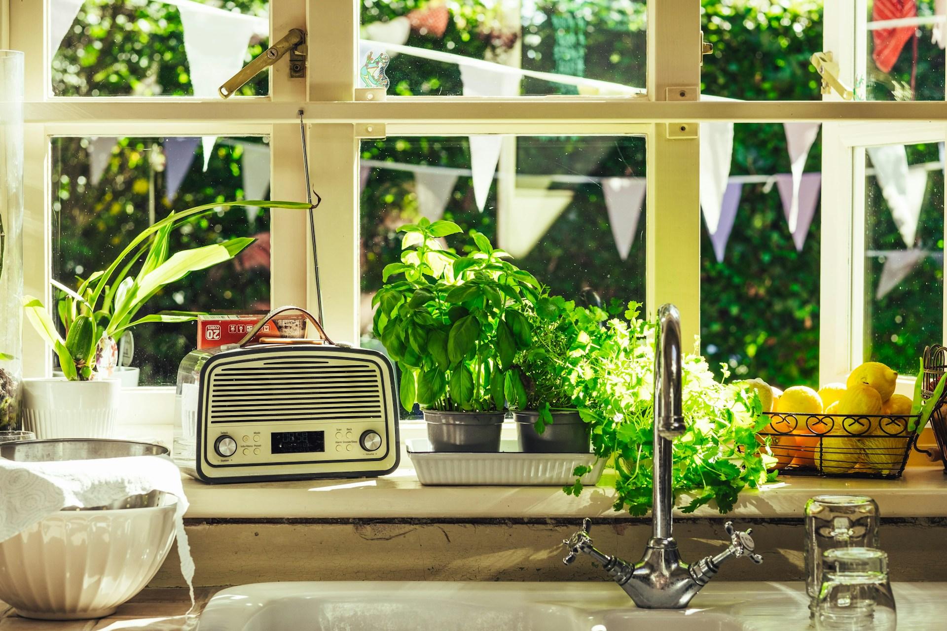 4 herbs that thrive on your kitchen counter all summer long — Household