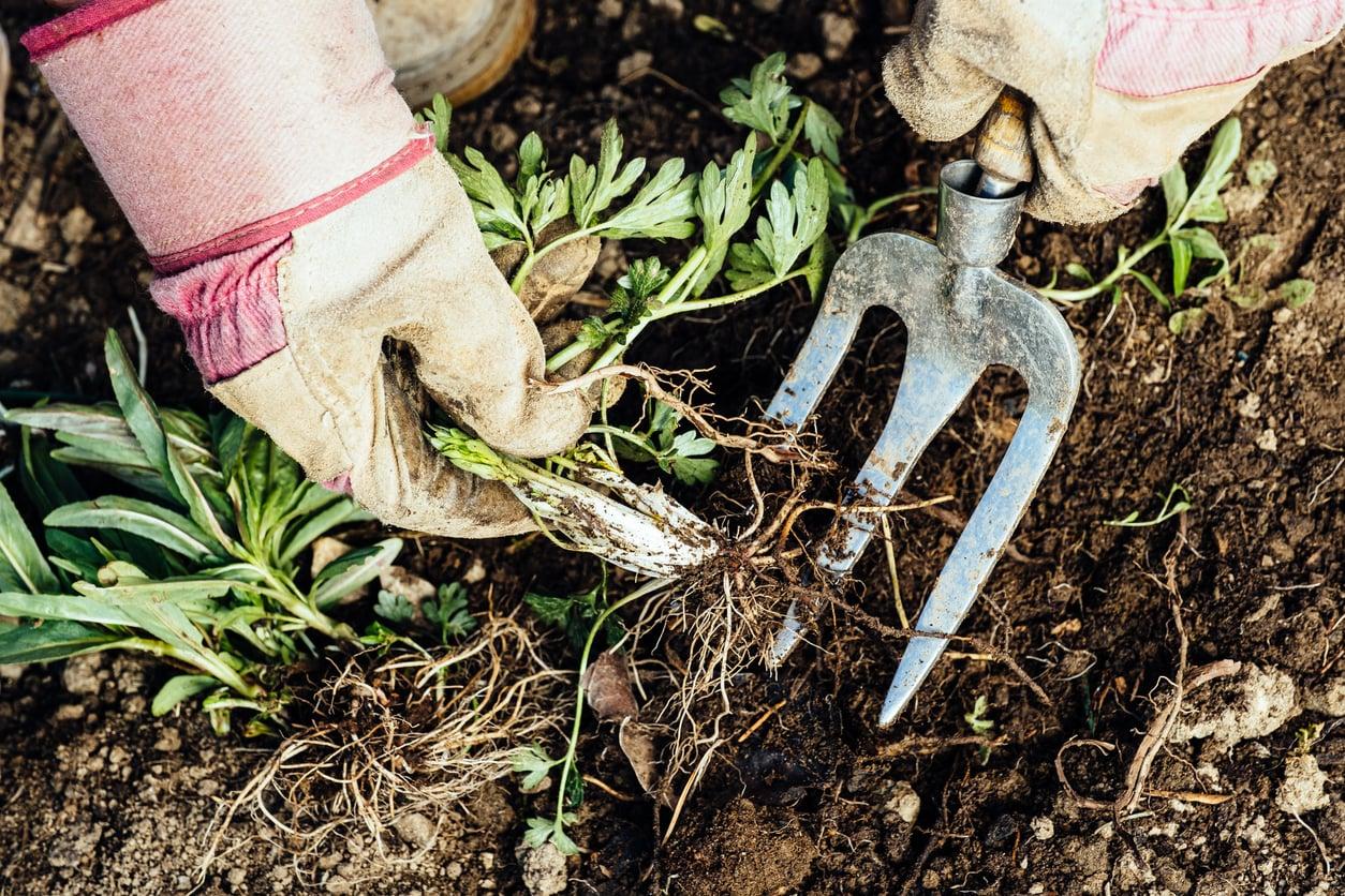 5+1 metodi naturali per eliminare le erbacce senza usare prodotti chimici — Giardino e terrazza