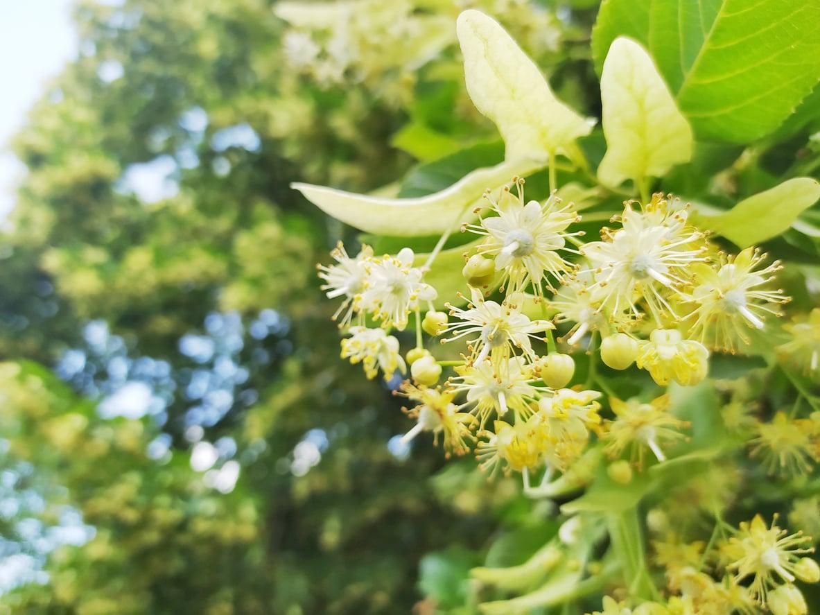 Les 4 meilleurs sirops de plantes médicinales pour passer l'hiver sans tomber malade — Santé