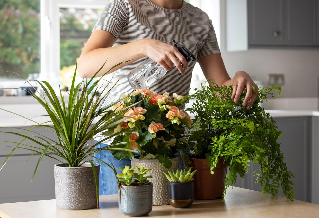 L'insetticida naturale fai-da-te che protegge le tue piante: bastano aglio e peperoncino — Economia domestica