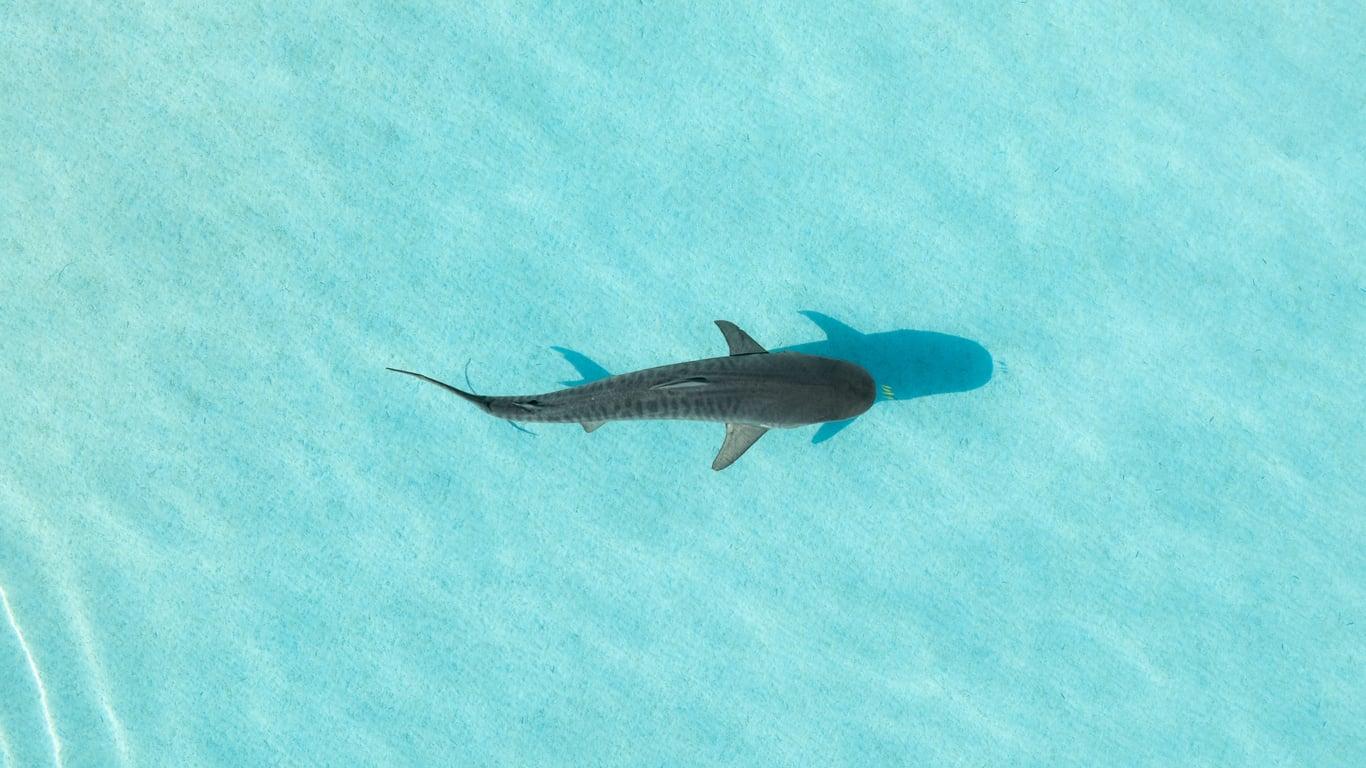 5 everyday inventions you had no idea were inspired by animals — Leisure