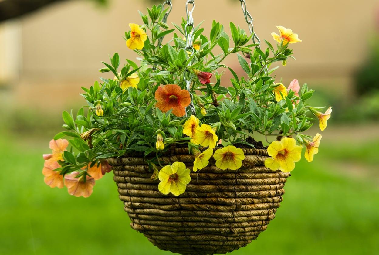 I tuoi cesti pensili appassiscono con il caldo? 7 metodi efficaci per tenerli fioriti tutta l'estate — Giardino e terrazza