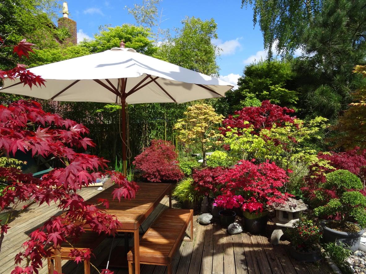 4 piante tropicali che sopravvivono anche al gelo: il tuo giardino non sarà mai più lo stesso — Arredo