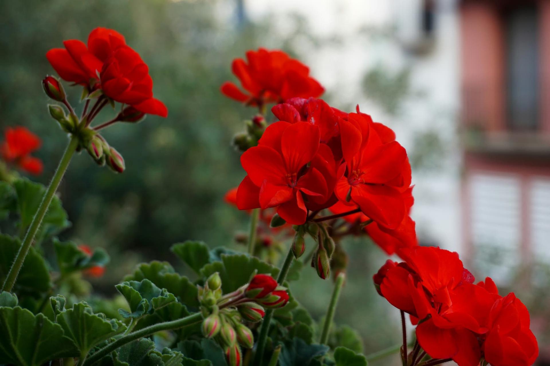 The secret ingredient that keeps geraniums blooming all summer long — Household