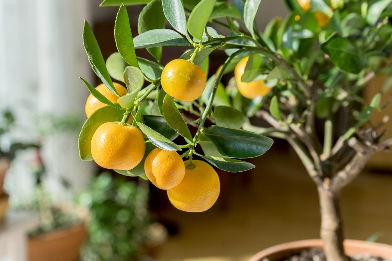 5 árboles frutales que puedes cultivar en una maceta, aunque solo tengas un balcón — Jardín y terraza