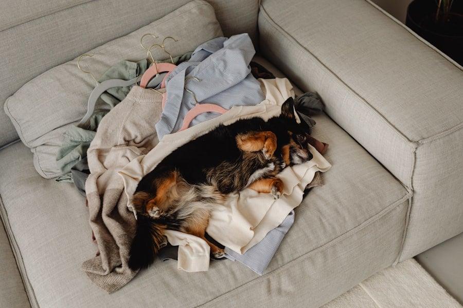 Stresst Unordnung deinen Hund oder deine Katze? Das sagen Experten wirklich — Familie